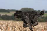 BOUVIER DES FLANDRES 247